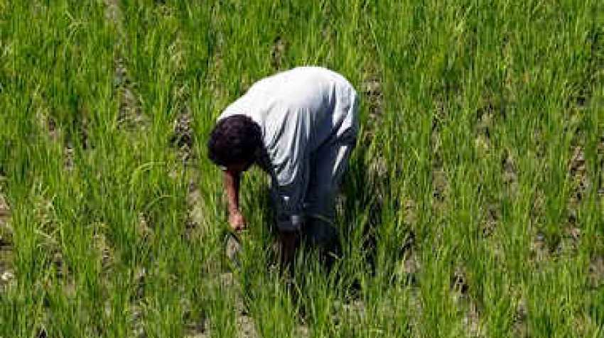 Farm loan waivers benefits only small fraction of farmers? Here is what Niti Aayog Member and agri policy expert Ramesh Chand says Farm loan waivers benefits only small fraction of farmers? Here is what Niti Aayog Member and agri policy expert Ramesh Chand says
