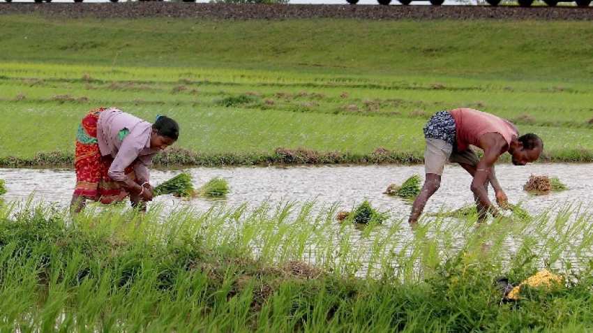 As agriculture turns uneconomic, farmers turn daily-wagers for survival (Economy Feature) As agriculture turns uneconomic, farmers turn daily-wagers for survival (Economy Feature)