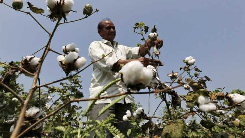 Big relief for Monsanto, Supreme Court allows GM Cotton patent
