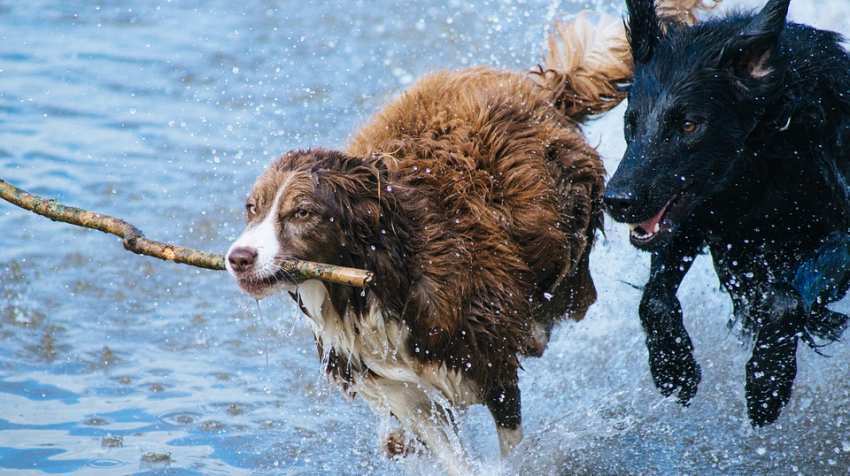 Clear winner! How 'Dog of the Dow’ emerged as the titan of markets, tops S&P 500 - What 2019 has in store for US' investment biggies? Clear winner! How 'Dog of the Dow’ emerged as the titan of markets, tops S&P 500 - What 2019 has in store for US' investment biggies?