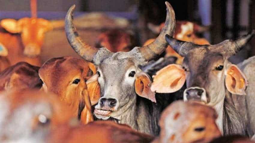 Budget 2019 announcement: Government announces 'Kamdhenu Yojana' for cows Budget 2019 announcement: Government announces 'Kamdhenu Yojana' for cows