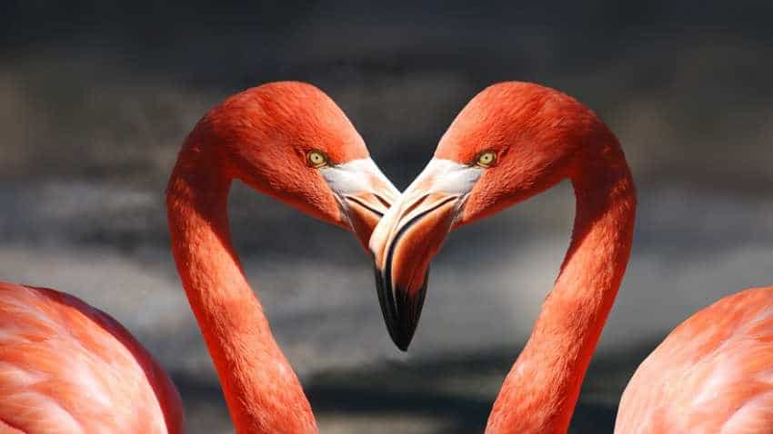 Best financial gifts for Valentine's Day 2019: Keep your spouse happy with this five-point checklist Best financial gifts for Valentine's Day 2019: Keep your spouse happy with this five-point checklist
