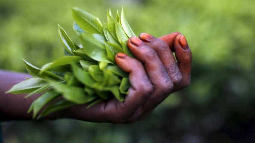 McLeod Russel subsidiary sells stake in Gisovu Tea McLeod Russel subsidiary sells stake in Gisovu Tea