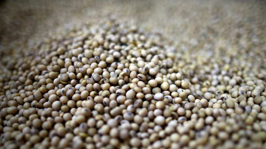 Farmers set to plant more land with soybean crops as prices rally