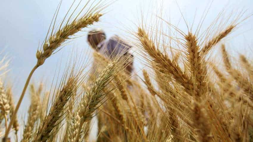 Punjab government seeks hike in MSP of rabi crops Punjab government seeks hike in MSP of rabi crops