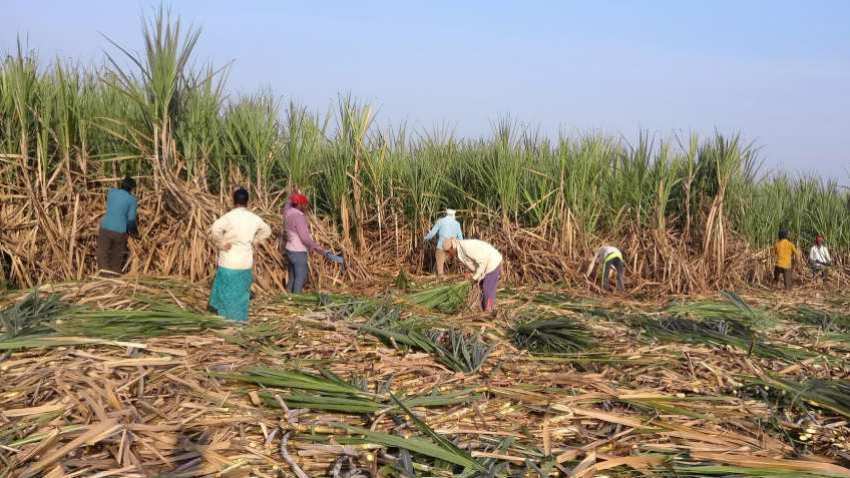 Budget 2019 expectations: Here's what can really help agriculture sector Budget 2019 expectations: Here's what can really help agriculture sector