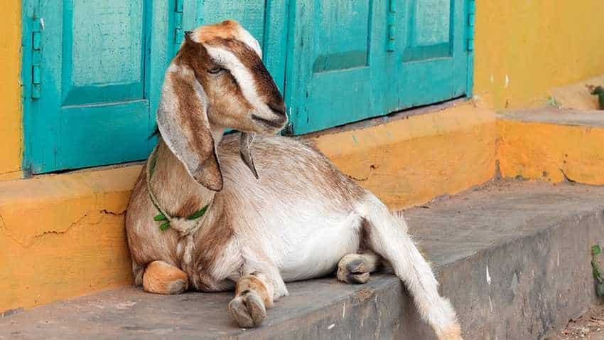 What a goat! This coal company has lost whopping Rs 2.68 crore after goat's death in Odisha What a goat! This coal company has lost whopping Rs 2.68 crore after goat's death in Odisha