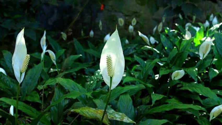 Pollution fighter supreme! Forget air purifier, try Peace Lily at home as air gets toxic