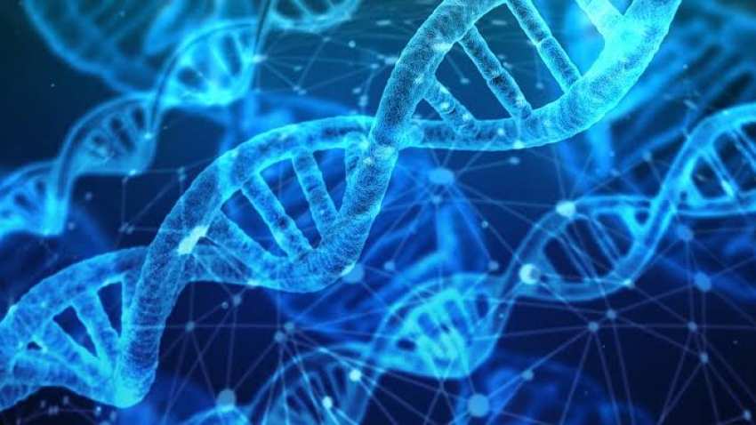 Mutations in gene linked to heart failure discovered Mutations in gene linked to heart failure discovered