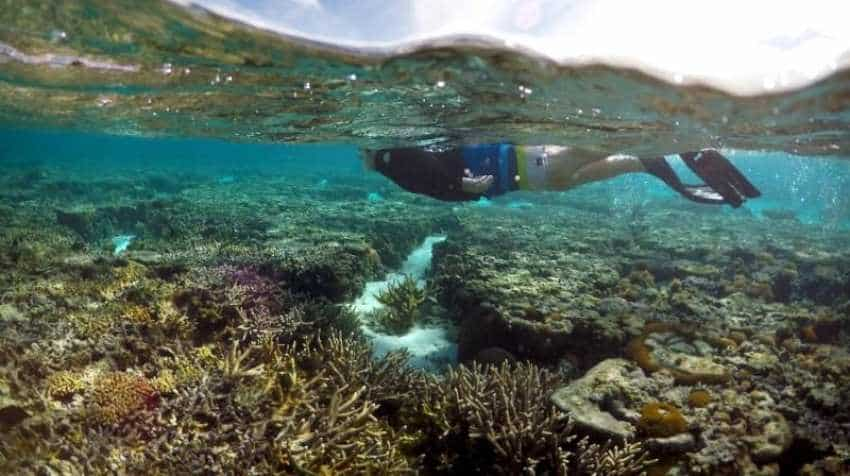 Ocean oxygen loss threatens aquatic species: Report