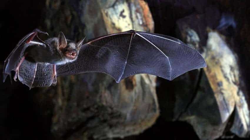 Not snakes, bats return likely triggered Novel Coronavirus outbreak: Lancet