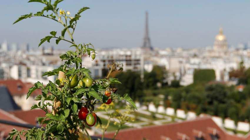 French agency warns of virus threatening tomatoes, peppers
