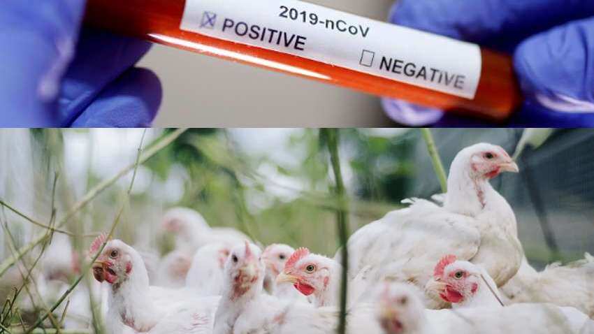 Confusion cleared! Coronavirus alert - Is chicken consumption safe? Check what Modi government has said Confusion cleared! Coronavirus alert - Is chicken consumption safe? Check what Modi government has said