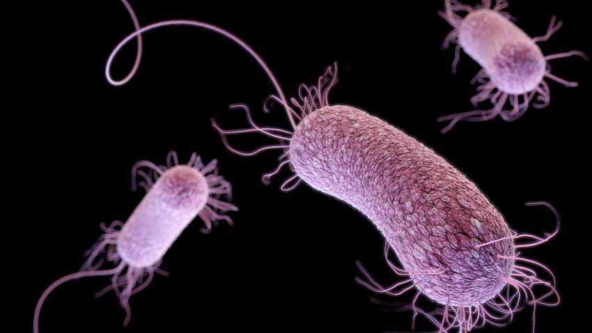 Gut bacteria may have played bigger role in human evolution that previously thought: Study Gut bacteria may have played bigger role in human evolution that previously thought: Study