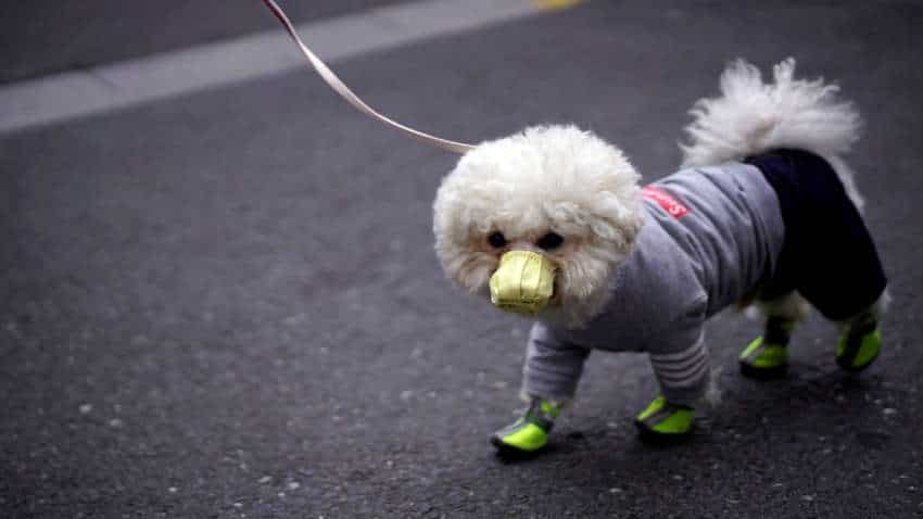 World's 1st pet dog infected with COVID-19, Tweeple react World's 1st pet dog infected with COVID-19, Tweeple react