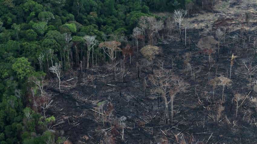 Amazon rainforest may collapse within decades if critical point is reached: Study