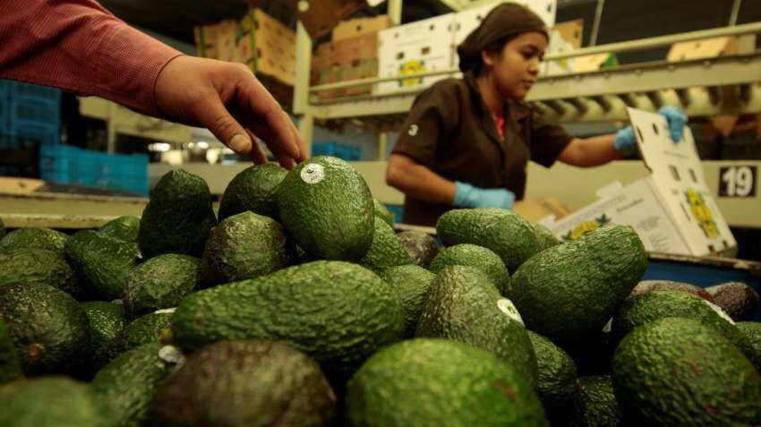 Avacado a day may improve cognitive functions in obese adults