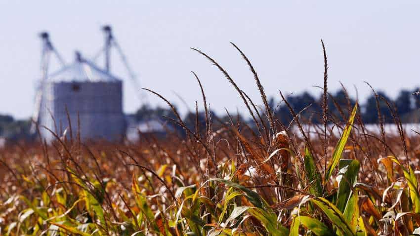 Crops ready for harvest but no workers in Uttar Pradesh due to coronavirus lockdown Crops ready for harvest but no workers in Uttar Pradesh due to coronavirus lockdown