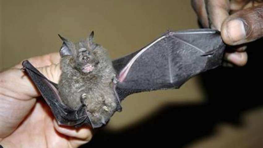 Coronavirus found in Indian bats in these states! Scrutiny crucial, says ICMR