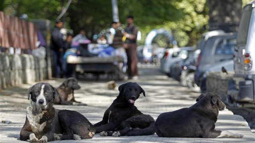 Coronavirus origin linked to stray dogs? Study is &quot;speculative&quot;, say experts