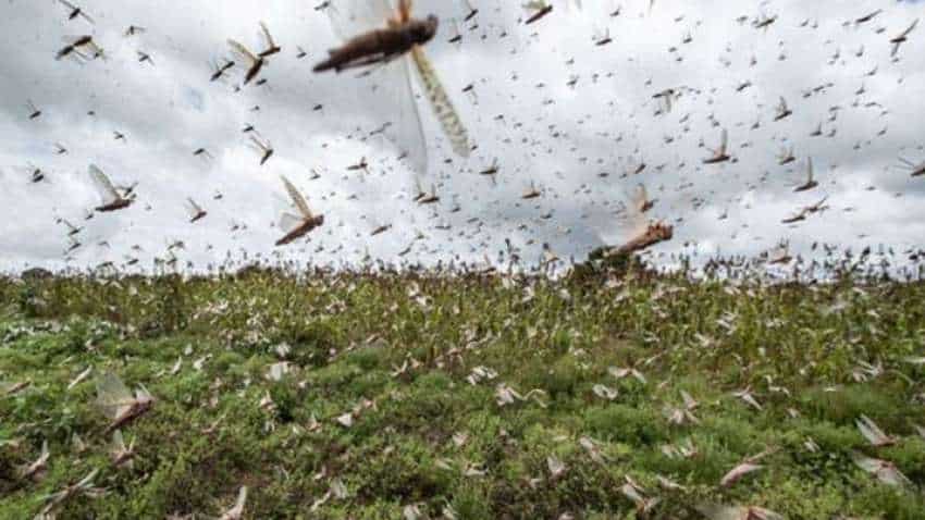 Now, drones and planes to fight locust menace in Rajasthan Now, drones and planes to fight locust menace in Rajasthan