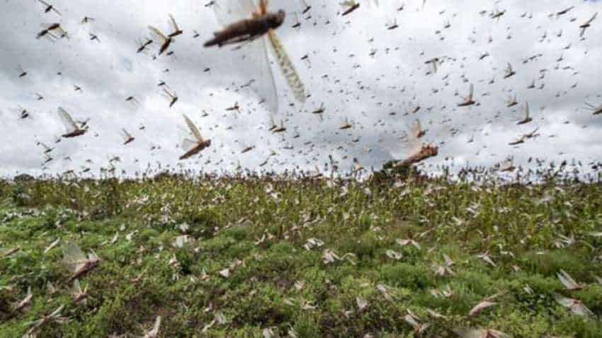 Now, drones and planes to fight locust menace in Rajasthan