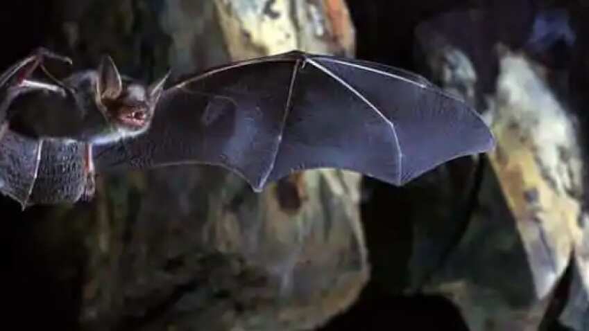 Corona scare in Uttar Pradesh! 52 bats drop dead in 60 mins in this town
