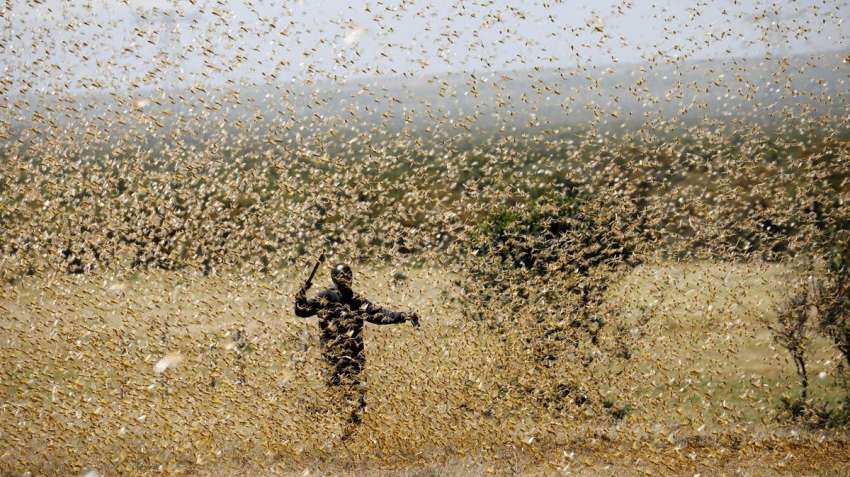 Jaipur spends sleepless nights as locusts create havoc