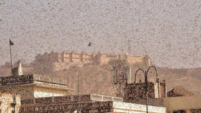 What are locusts? All you need you to know as India faces worst attack in 26 years 