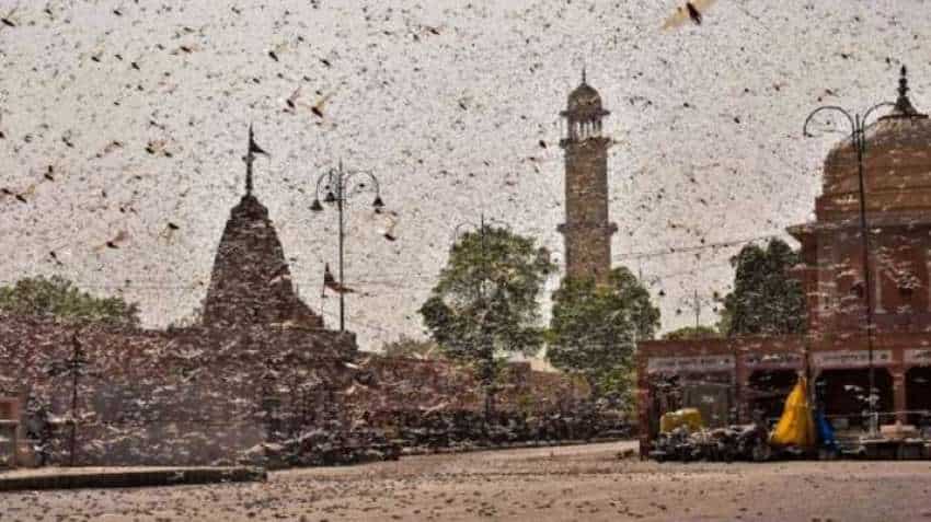 Locust attack in Delhi: Government issues advisory, lists things to do Locust attack in Delhi: Government issues advisory, lists things to do
