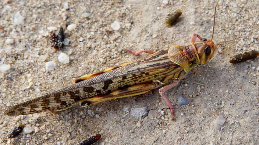 Vegetables, fodder crops hit by locust swarms in parts of Uttar Pradesh, Madhya Pradesh Vegetables, fodder crops hit by locust swarms in parts of Uttar Pradesh, Madhya Pradesh