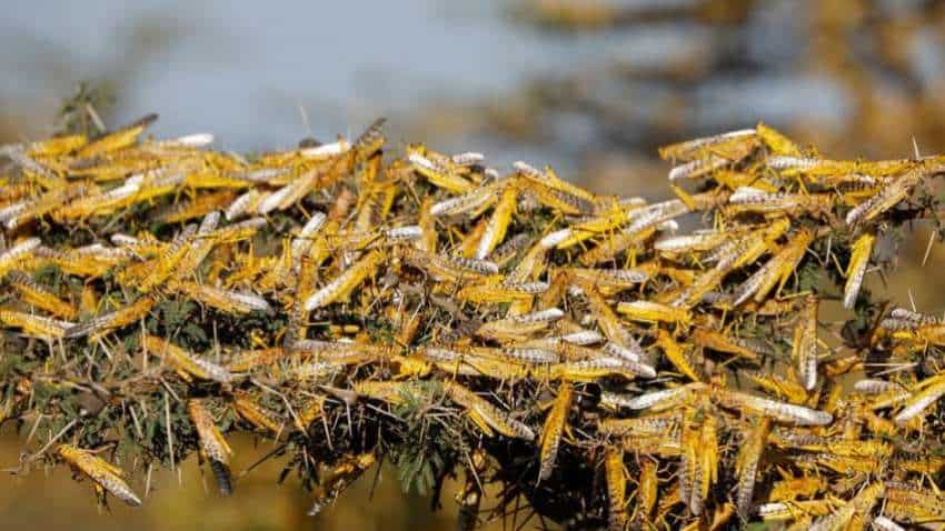 Threat of locust swarms looms over Delhi Threat of locust swarms looms over Delhi
