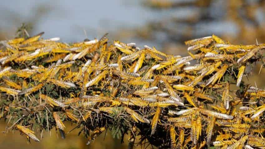 Threat of locust swarms looms over Delhi