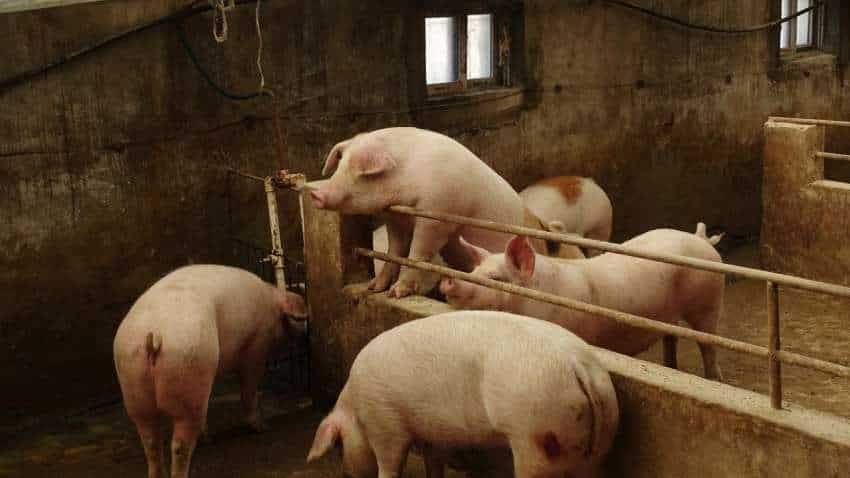New swine flu virus strain with "pandemic potential" identified in China: Study New swine flu virus strain with "pandemic potential" identified in China: Study