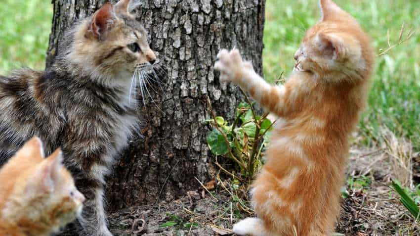 Research on human-cat link on ancient Silk Road Research on human-cat link on ancient Silk Road