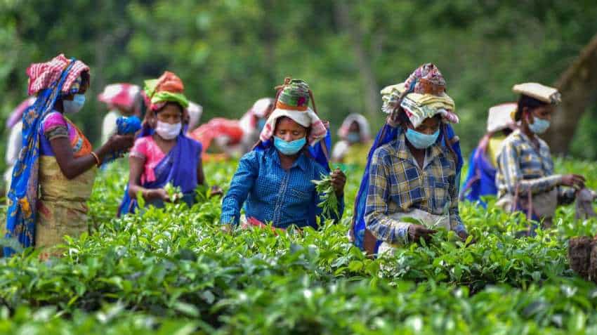 North Bengal tea garden workers to get 20 per cent bonus