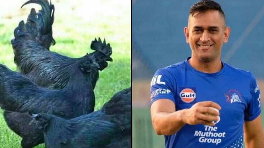 Rs 4,000 for 1 chicken! Like MS Dhoni, you too can do this Kadaknath chicken business - Here is how