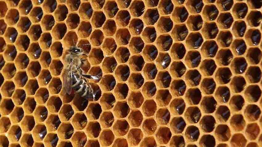 Honey sold by major brands in India adulterated with sugar syrup: CSE Honey sold by major brands in India adulterated with sugar syrup: CSE