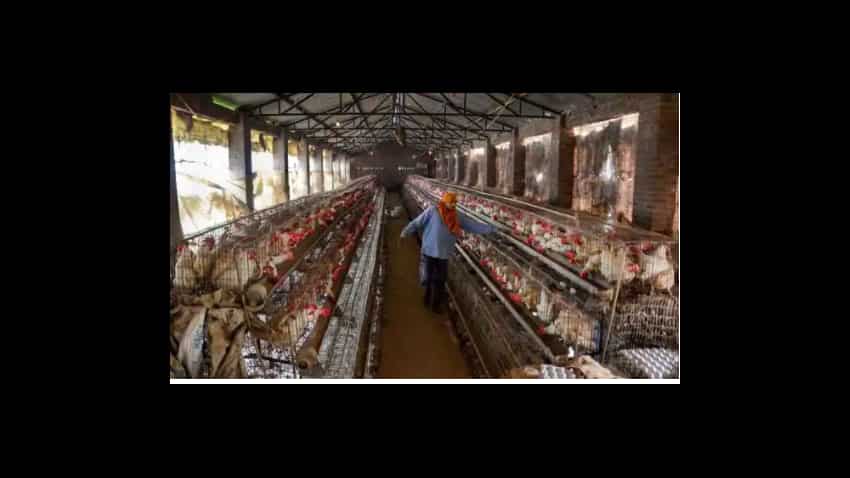 Avian flu: Over 1.60 lakh poultry birds to be culled in Haryana&#039;s Panchkula