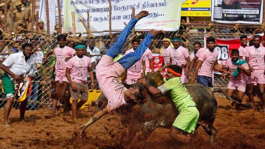 Traditional bull-taming sport Jallikattu begins in Tamil Nadu