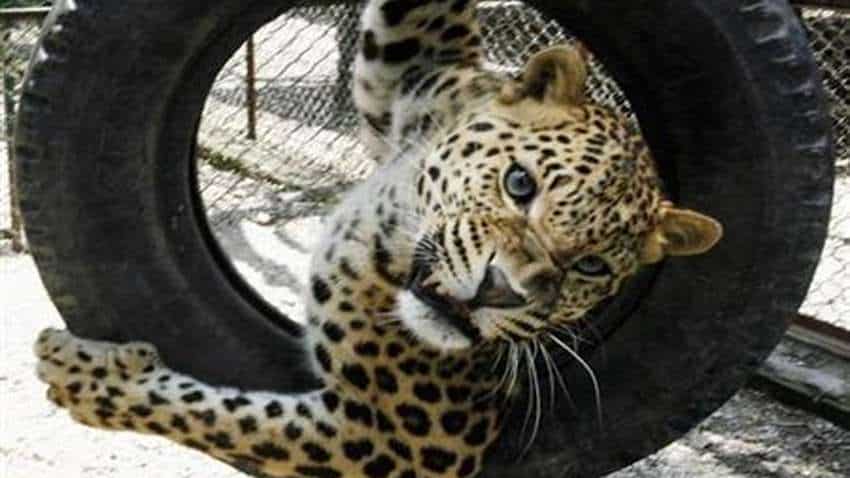 Viral video: Leopard ''plays'' with motorists in Himachal, raises concern Viral video: Leopard ''plays'' with motorists in Himachal, raises concern