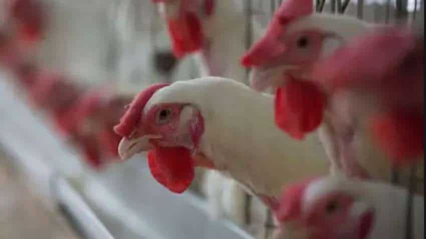 Killer Bird Flu Alert: Do NOT eat eggs, chicken prepared this way; 10-pt Warning issued by FSSAI over avian influenza virus; check full list