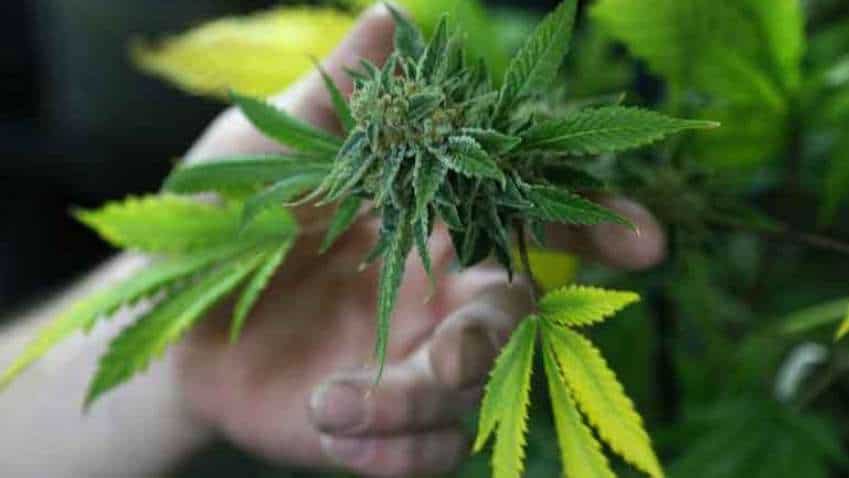 Study links frequent cannabis use by young people to decline in IQ