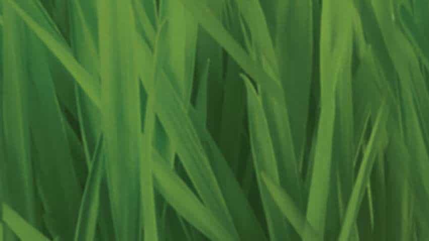 Wheatgrass juice benefits: Superfood! Should you add it to your daily diet? Wheatgrass juice benefits: Superfood! Should you add it to your daily diet?