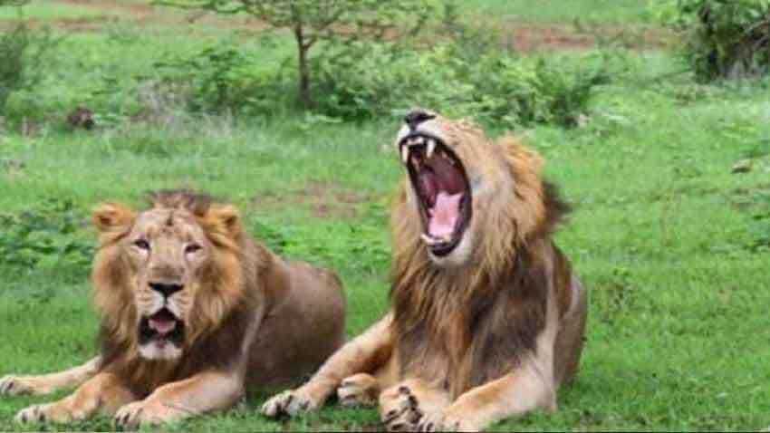 Gujarat: 7 get jail terms for harassing lioness in Gir forest Gujarat: 7 get jail terms for harassing lioness in Gir forest