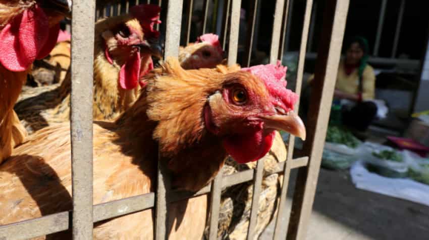 VIRUS ALERT! China reports first human case of H10N3 bird flu - What you must be aware of VIRUS ALERT! China reports first human case of H10N3 bird flu - What you must be aware of