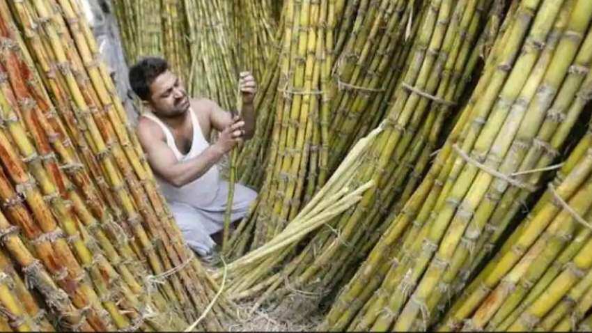 Fair and Remunerative Price: Centre begins work on increasing FRP for Sugarcane