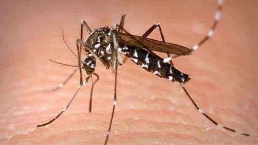 Zika Virus: 1st case reported in this state; 13 others suspected - Know symptoms of disease