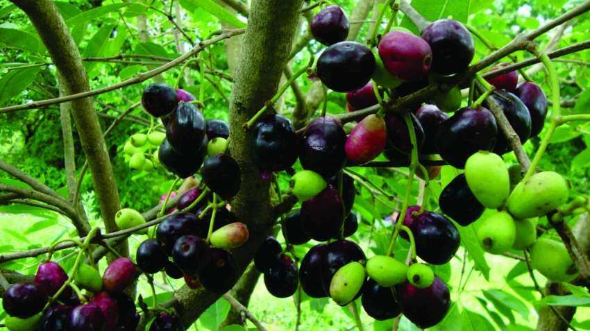 PROUD MOMENT! Rs 300/kg! Uttar Pradesh 'Jamun' now exported to UK PROUD MOMENT! Rs 300/kg! Uttar Pradesh 'Jamun' now exported to UK