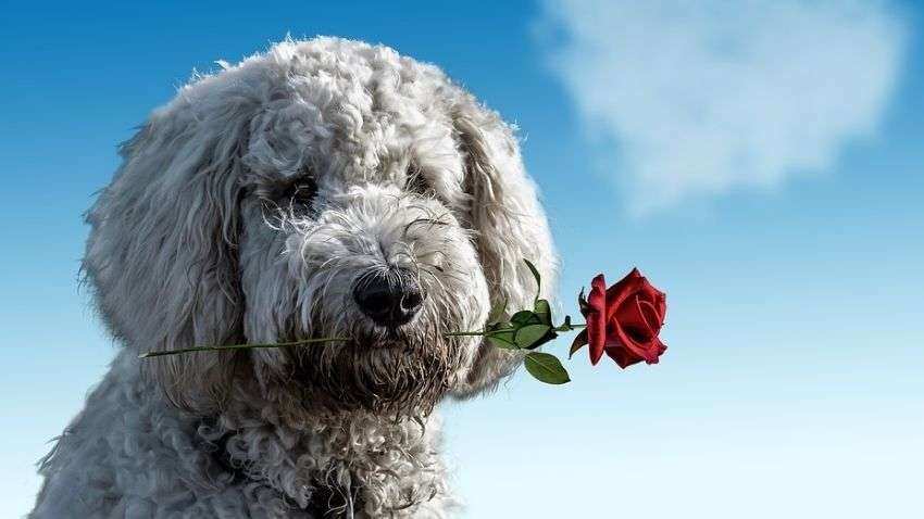 International Dog Day 2021: Check History, Significance, wishes, messages and quotes International Dog Day 2021: Check History, Significance, wishes, messages and quotes